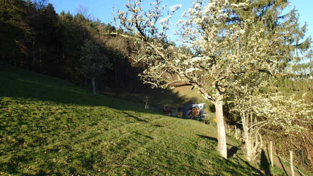 Frühlingsmorgen bei der knorrigen Mostbirne Fruehlingsmorgen bei der knorrigen Mostbirne