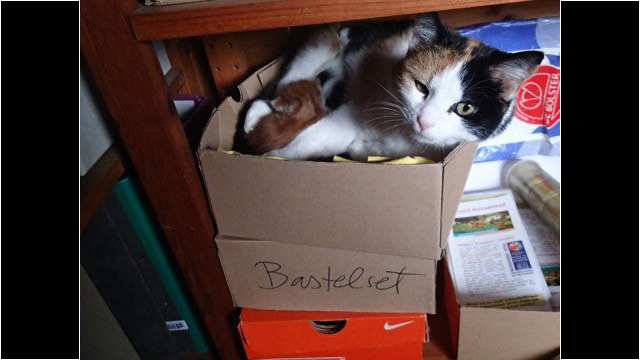 Sally braucht Tapetenwechsel und hat im Büro einen passenden Karton gefunden Sally braucht Tapetenwechsel und hat im Büro einen passenden Karton gefunden
