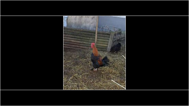 ... kräht der Hahn auf dem Mist.... ist die Welt in Ordnung ... kräht der Hahn auf dem Mist.... ist die Welt in Ordnung