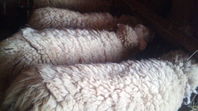 Die 4 weißen: Golda, Wolke Gerda, Flocke Die 4 weißen: Golda, Wolke Gerda, Flocke