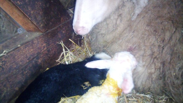 Am 11. März bekommt Wolke ihre ersten Jungen, Luna und Stella Am 11. März bekommt Wolke ihre ersten Jungen, Luna und Stella