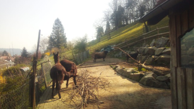 Leila darf nach 11 Jahren immer noch bei Mama trinken Leila darf nach 11 Jahren immer noch bei Mama trinken