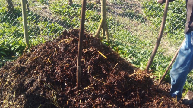 2x im Jahr wird der Misthaufen umgesetzt - voller Körpereinsatz 2x im Jahr wird der Misthaufen umgesetzt - voller Körpereinsatz