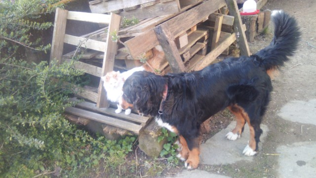 Mimi und Mira sind gute Freunde Mimi und Mira sind gute Freunde