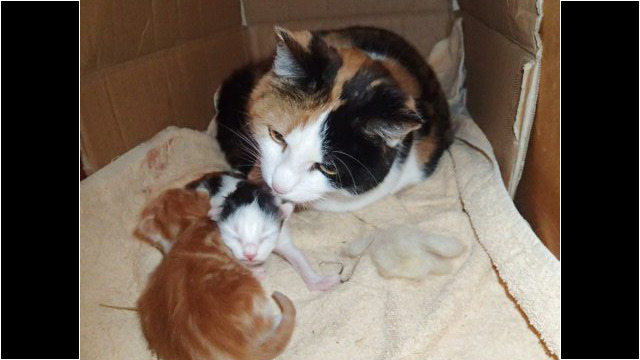 Am Frühlingsanfang bekommt Sally zwei süße Kätzchen Am Frühlingsanfang bekommt Sally zwei süße Kätzchen