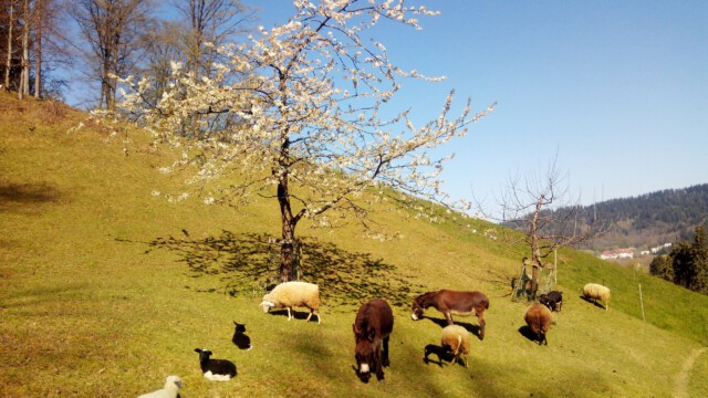Frühlingsfriede unterm blühenden Kirschbaum Frühlingsfriede unterm blühenden Kirschbaum