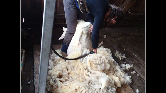 Das große Schafschur-Wollefest musste ausfallen. Die Profischererin war unsere Rettung