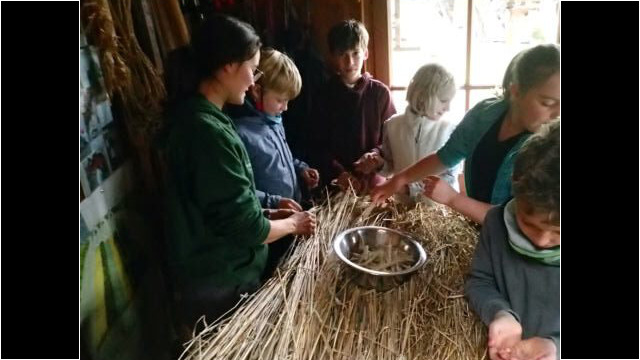im Bauernhofjahr werden die Getreideähren ausgedroschen