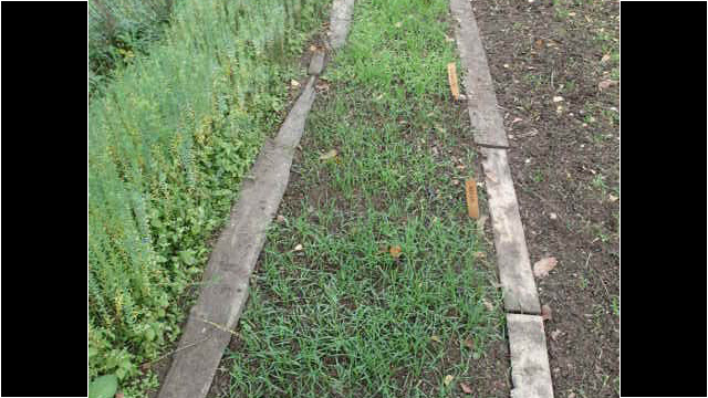 nach 4 Wochen sehen wir schon die gekeimte Wintersaat