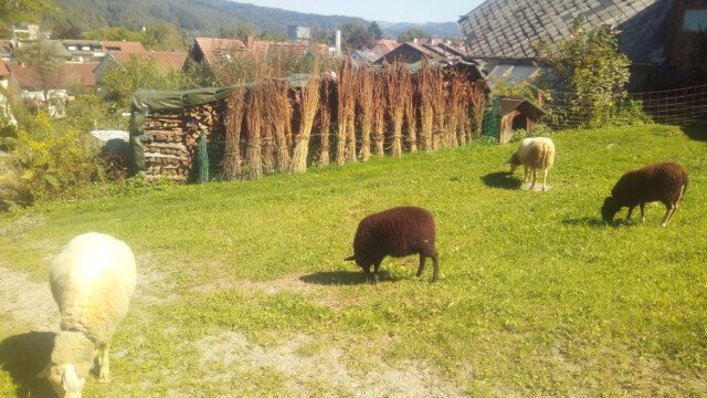 und am Hof getrocknet