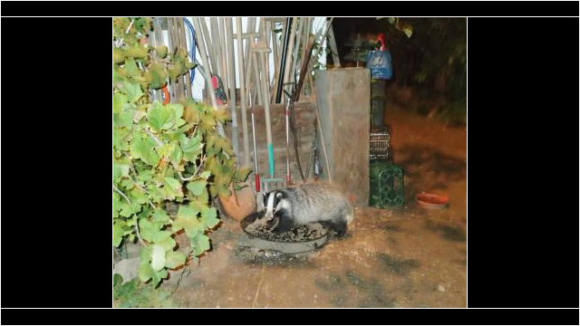 jetzt wissen wir, wer da nachts immer die Futterschüssel so ganz leer schleckt