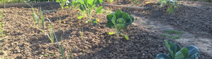 41+ Gemüsegarten Schritt Für Schritt, Eigenes gemüse zu züchten,
