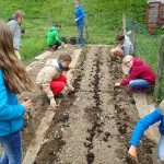 Die Kinder der Jahresgruppe Jupro bepflanzen das Gemüsebeet