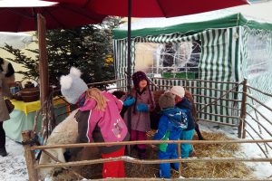 Schafe im Dienst beim Littenweiler Weihnachtsmarkt