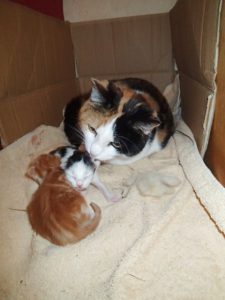 Am Frühlingsanfang bekommt Sally zwei süße Kätzchen