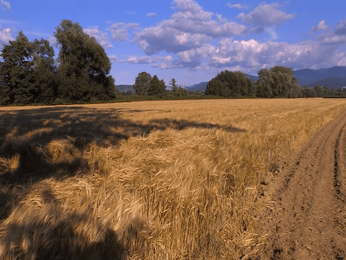 Kino am Kunzenhof - "Im Abseits von Green City" - Die Bauern vom Dietenbach und das Wohnen