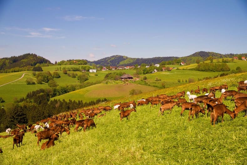 Kino am Kunzenhof - Film von Bodo Kaiser über den Ringlihof in Horben. Aus der Serie Solidarität mit unseren Bauern, Teil 1