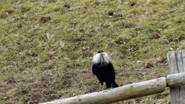 Wolle-Räuber Wolle-Räuber