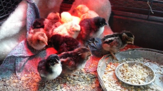 Die Kunstglucke hat erstmals Küken ausgebrütet. Die Kunstglucke hat erstmals Küken ausgebrütet.