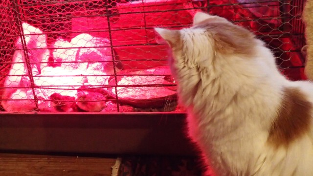 Katzen-Fernsehprogramm in der Küche Katzen-Fernsehprogramm in der Küche