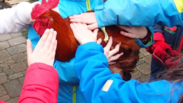 Pickilie ist jetzt ein richtig grosser Gockel geworden. Pickilie ist jetzt ein richtig grosser Gockel geworden.