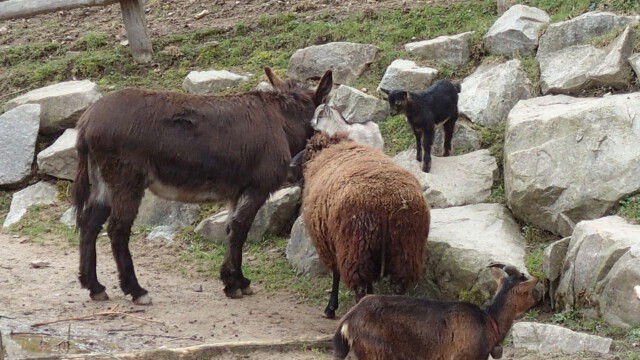Von den geliebten Steinen aus kann man auf gleicher Augenhöhe schmusen