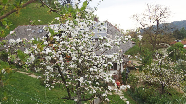 Der ganze Hof voller Blütenbräute Der ganze Hof voller Blütenbräute