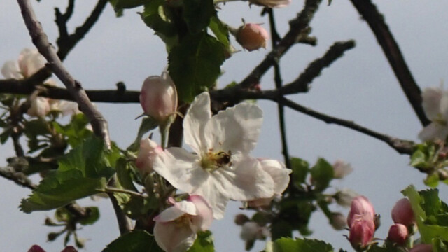 Aus dem Besuch der Biene kann ein Apfel werden Aus dem Besuch der Biene kann ein Apfel werden