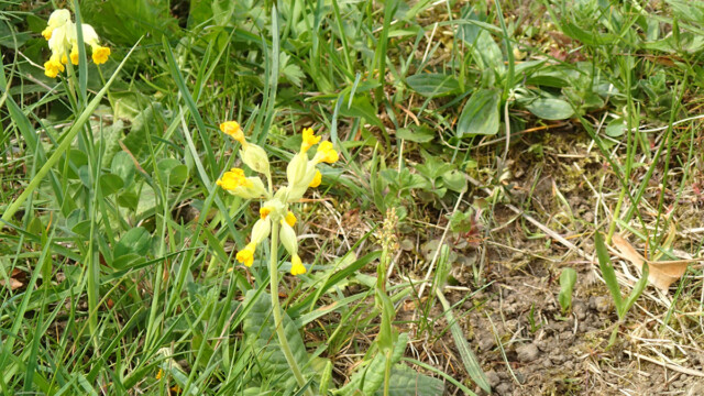 Am Berghang blüht die selten gewordene echte Schlüsselblume Am Berghang blüht die selten gewordene echte Schlüsselblume