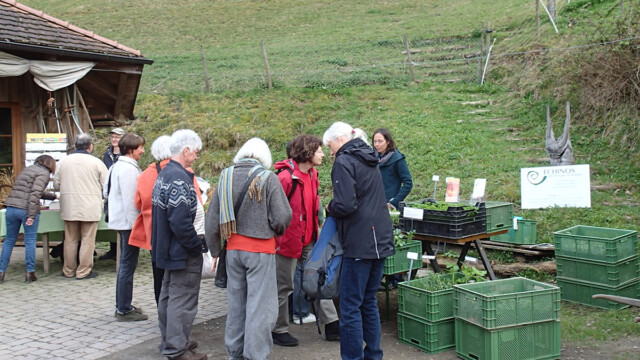 Samenfest sind Saatgut und Jungpflanzen beim Saatgutabend Samenfest sind Saatgut und Jungpflanzen beim Saatgutabend