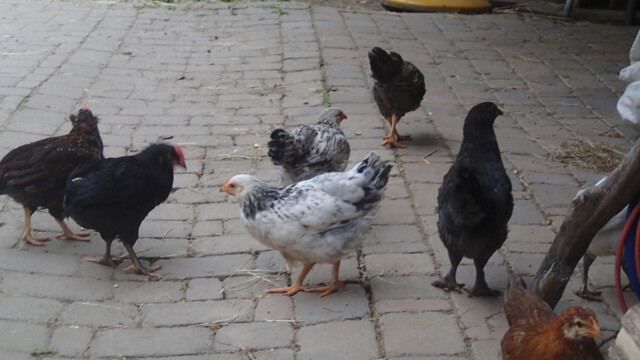 Die Küken sind flügge geworden Die Küken sind flügge geworden