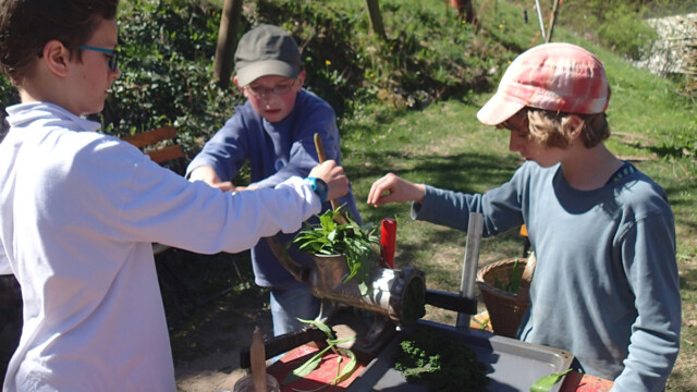 ... Bärlauchpesto ... ... Bärlauchpesto ...