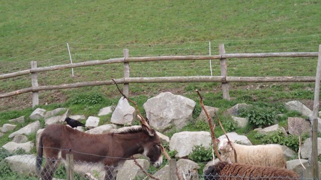 Ob der vertraute Rabe bei Rosalie immer noch Eddi ist? Ob der vertraute Rabe bei Rosalie immer noch Eddi ist?