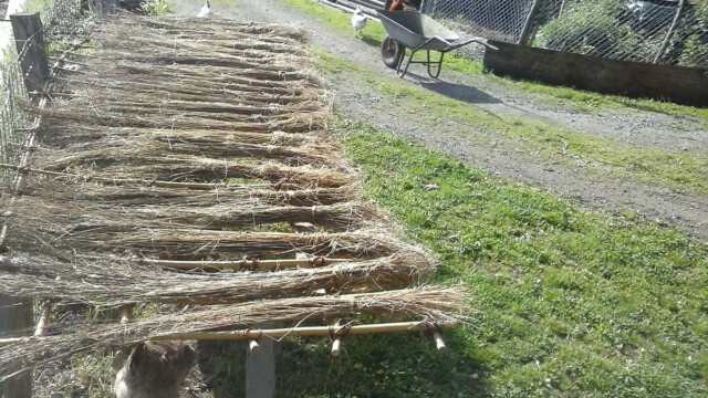 Nach der Tauröste sind die Stängel bereit für den Flachskurs 2018 Nach der Tauröste sind die Stängel bereit für den Flachskurs 2018