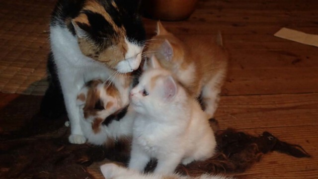 Mama hat vom Hof was mitgebracht Mama hat vom Hof was mitgebracht