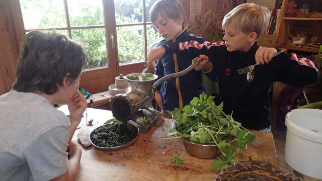 Heute gibt es Wildkräuterspinat Heute gibt es Wildkräuterspinat