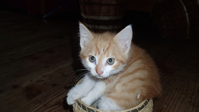 Dem Körbchen entwachsen. Dem Körbchen entwachsen.