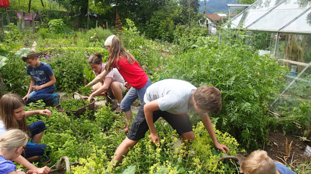 ... und ernten Teekräuter. ... und ernten Teekräuter.