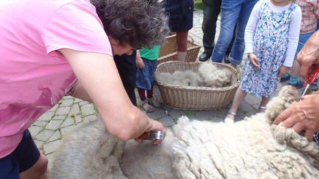 Wolle ernten beim Schafschurfest Wolle ernten beim Schafschurfest