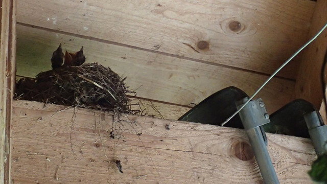 Auch unterm Gebälk gibt es Nachwuchs. Auch unterm Gebälk gibt es Nachwuchs.