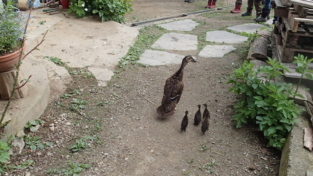 4 Wochen müssen die kleinen Entchen ins rabensichere Gehege 4 Wochen müssen die kleinen Entchen ins rabensichere Gehege