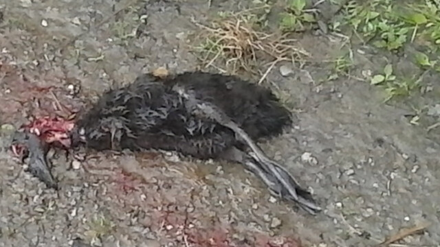 Am Ende wurden sie alle Beute der Rabenkrähen. Am Ende wurden sie alle Beute der Rabenkrähen.