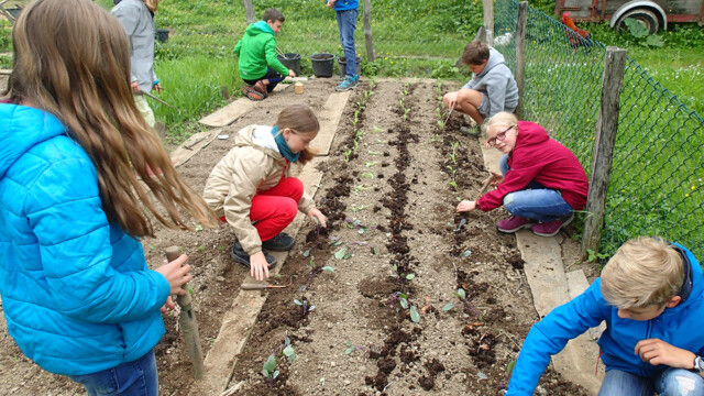 Die Kinder der Jahresgruppe Jupro bepflanzen das Gemüsebeet Die Kinder der Jahresgruppe Jupro bepflanzen das Gemüsebeet