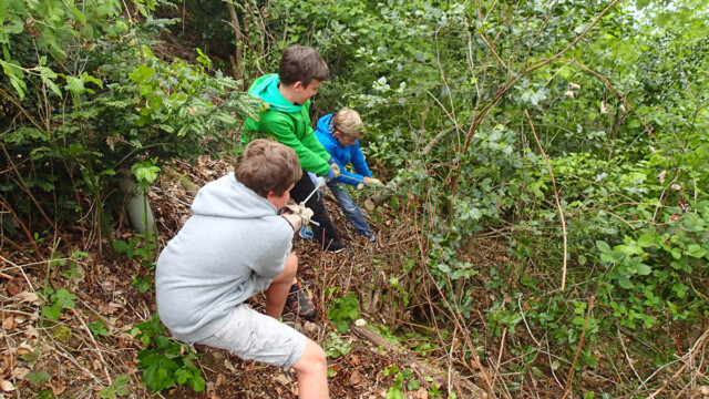 ... holen Mineralfutter aus dem Wald ... holen Mineralfutter aus dem Wald