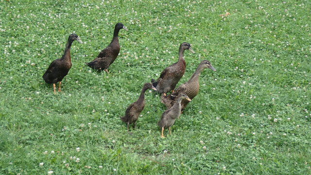 Der Fuchs hat den Enten- und Hühnerstall geleert Der Fuchs hat den Enten- und Hühnerstall geleert