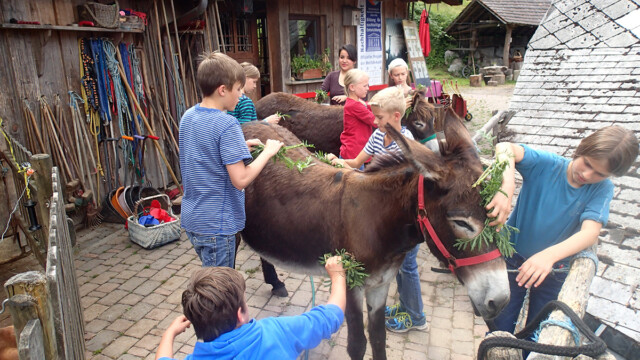 Rainfarngeruch können die Fliegen nicht leiden Rainfarngeruch können die Fliegen nicht leiden