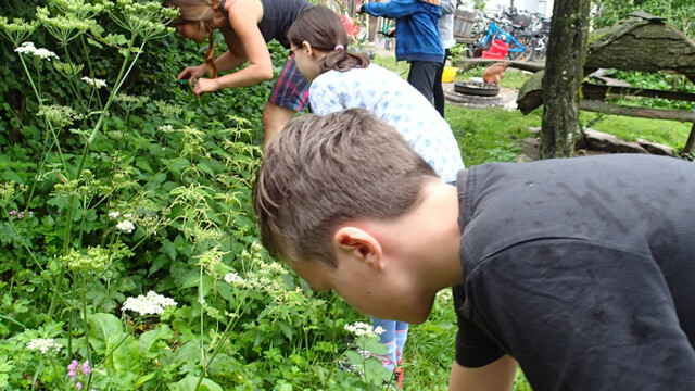 In der Sommerferienfreizeit wurde auch mit Wildkräutern gekocht In der Sommerferienfreizeit wurde auch mit Wildkräutern gekocht