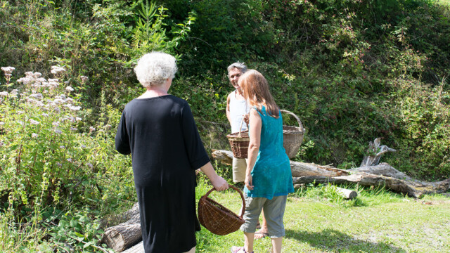 Kräuter sammeln auf der Wiese im Wildkräuterkurs Kräuter sammeln auf der Wiese im Wildkräuterkurs