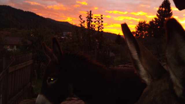 Feuerrot von oben Feuerrot von oben