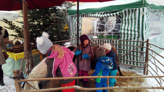 Schafe im Dienst beim Littenweiler Weihnachtsmarkt Schafe im Dienst beim Littenweiler Weihnachtsmarkt